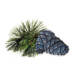 HARVIA koncentrát vône do sauny, borovica arolla 1 l 