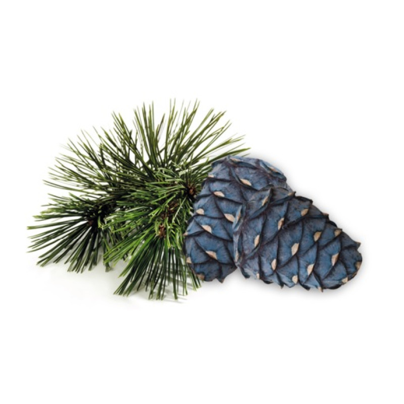 HARVIA koncentrát vône do sauny, borovica arolla 1 l