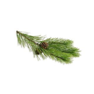 SENTIOTEC aromatické oleje do parného kúpeľa, ihličie 5 l