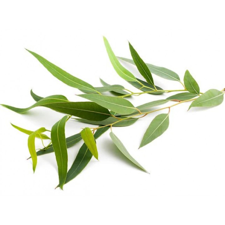 SENTIOTEC vonný koncentrát do parnej sauny, eukalyptus 5 l